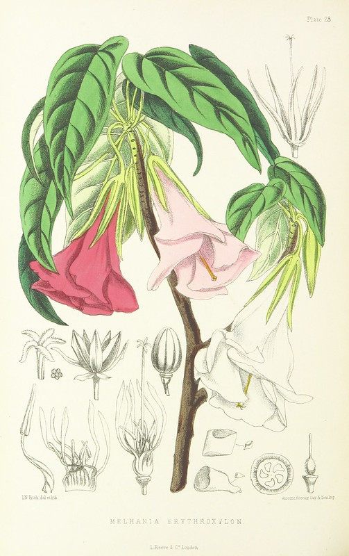 British Library digitised image from page 320 of "St. Helena: a physical, historical, and topographical description of the island ... The botanical plates from original drawings by Mrs. J. C. Melliss"