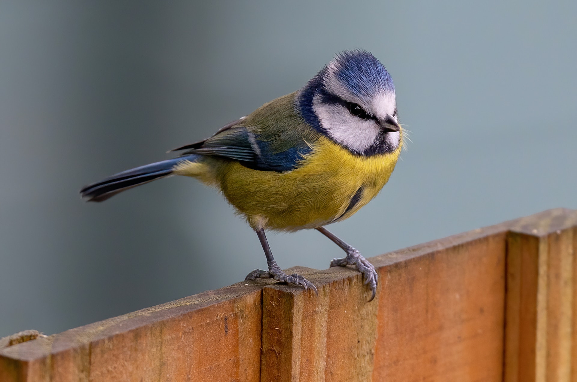 Blue tit perched on fence, photo by Bob Brewer courtesy of Unsplash