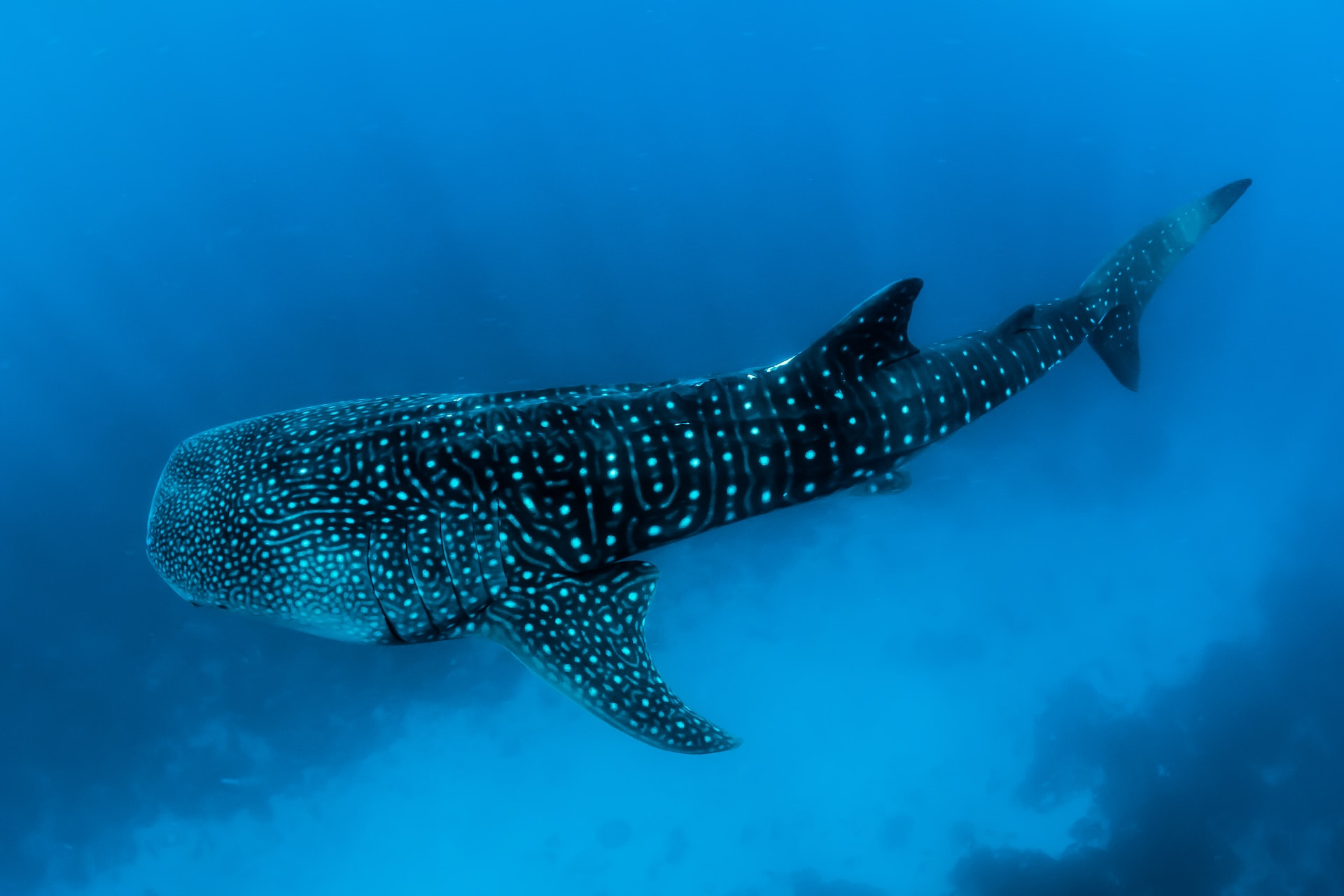 Whaleshark, photo by Sebastian Pena Lambarri courtesy of Unsplash