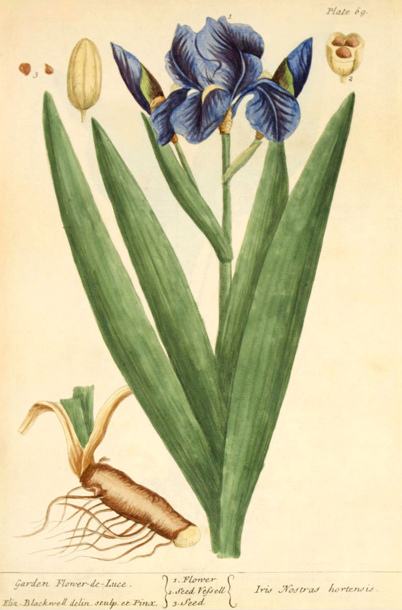 Illustration of an iris from Elizabeth Blackwell's A Curious Herbal