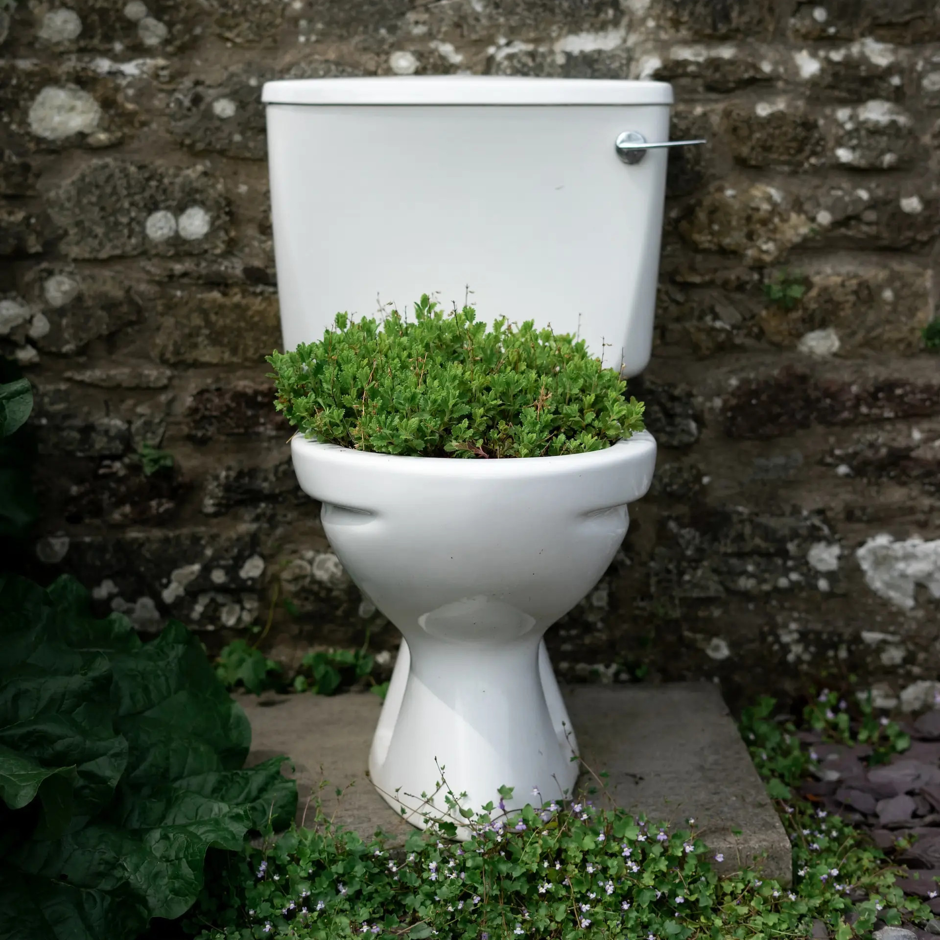 A toilet with a plant growing out of it, photo by Will Wright courtesy of Unsplash