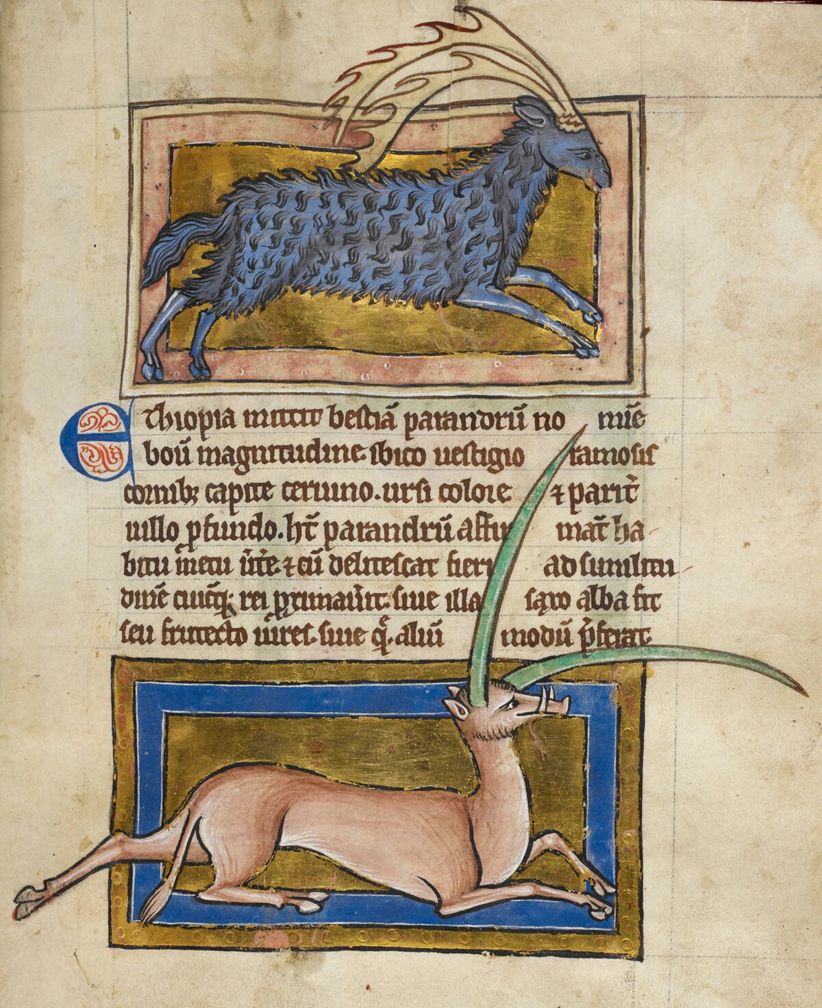 Parandrus in a bestiary, about 1200–1210, English. Parchment, 8 11/16 × 6 5/16 in. The British Library
